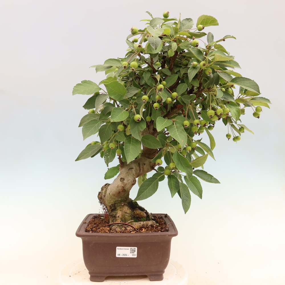 Vonkajšia bonsaj -Malus halliana - Malokvetá jabloň