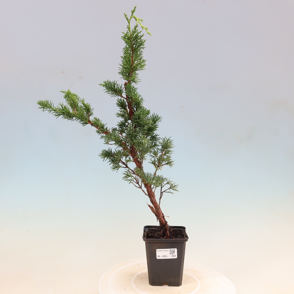 Vonkajší bonsaj - Juniperus chinensis Kishu