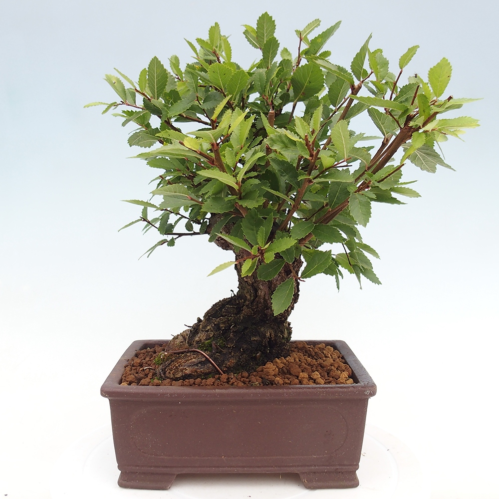 Vonkajšie bonsai - Zelkova - Zelkova serrata