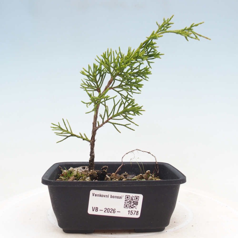Vonkajší bonsaj - Juniperus chinensis Itoigawa