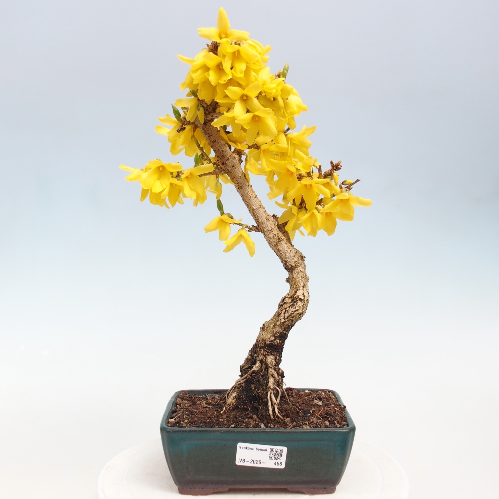 Vonkajšie bonsaje - Zlatice - Forsythia intermedia