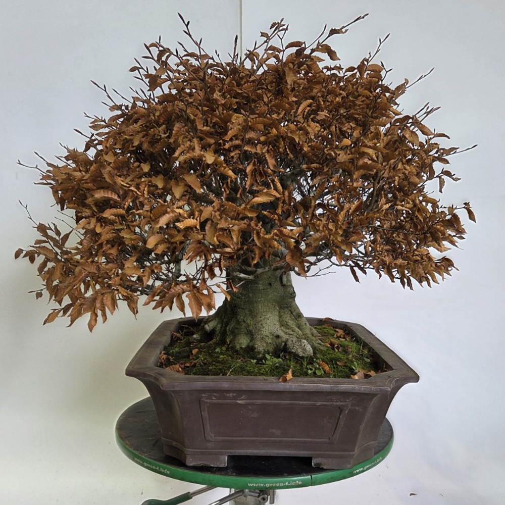 Vonkajšie bonsai -Fagus crenata
