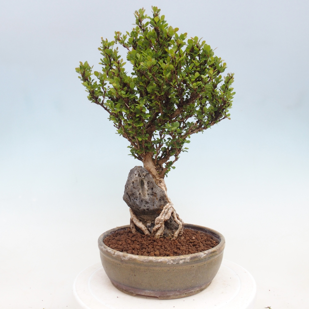 Vonkajšie bonsaje - Berberis coreana