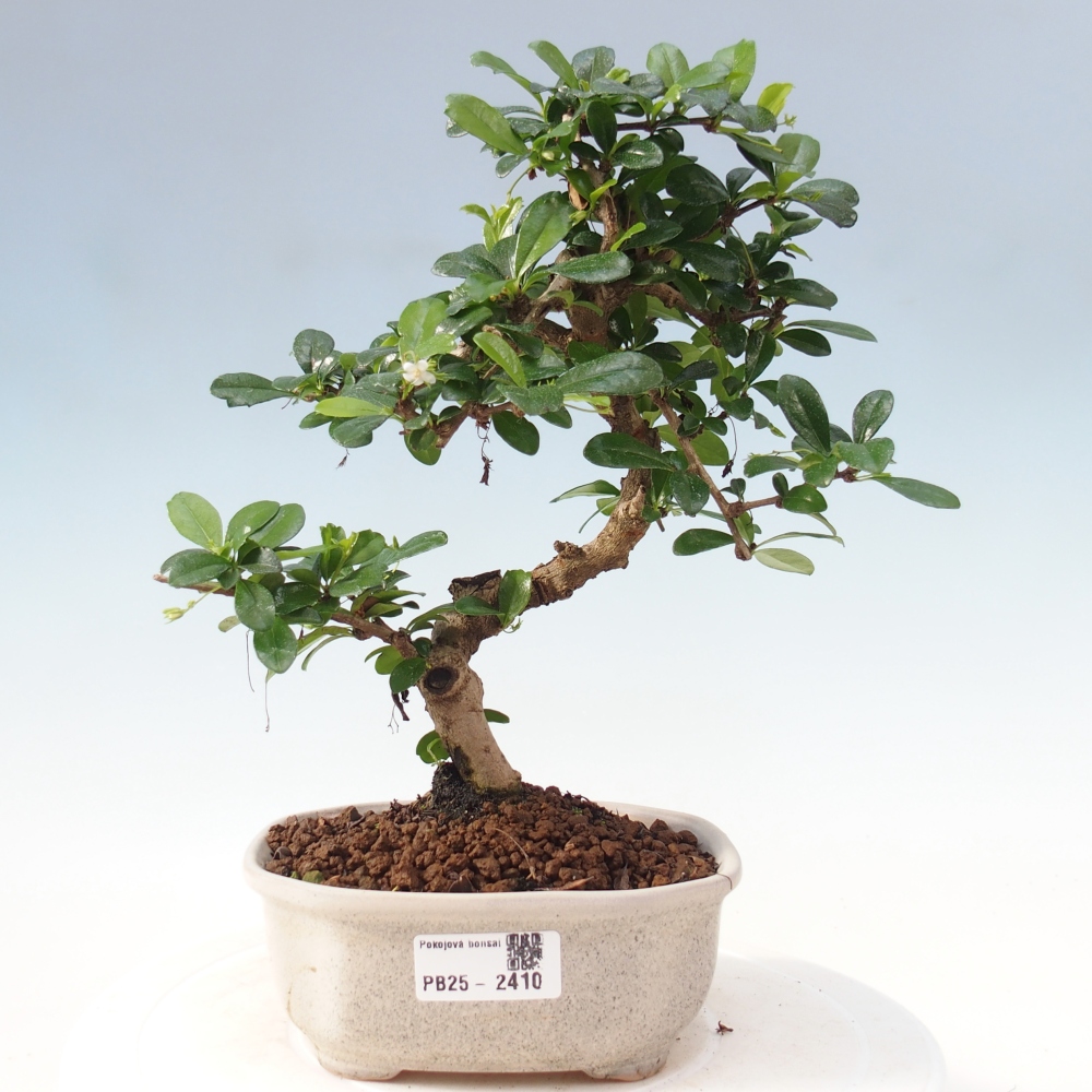 Izbová bonsai - Carmona macrophylla - Čaj fuki