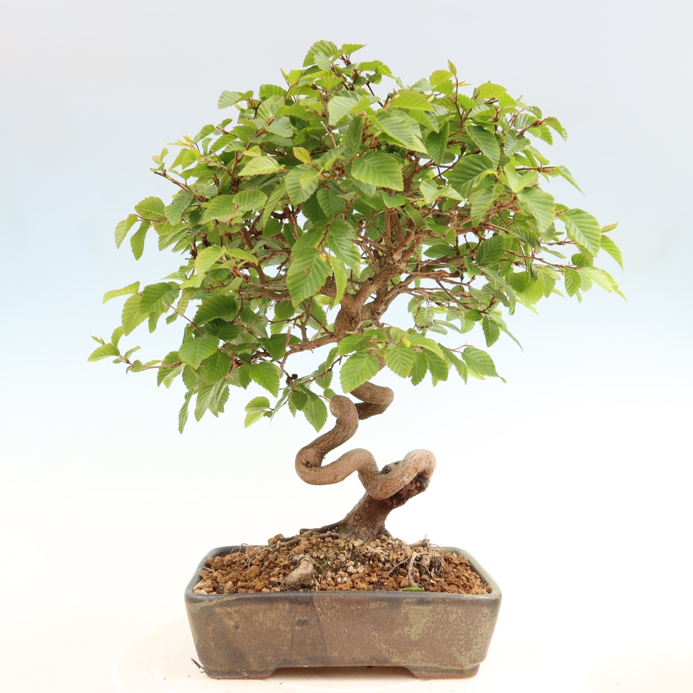 Vonkajší bonsaj -Carpinus coreana - Hrab kórejský
