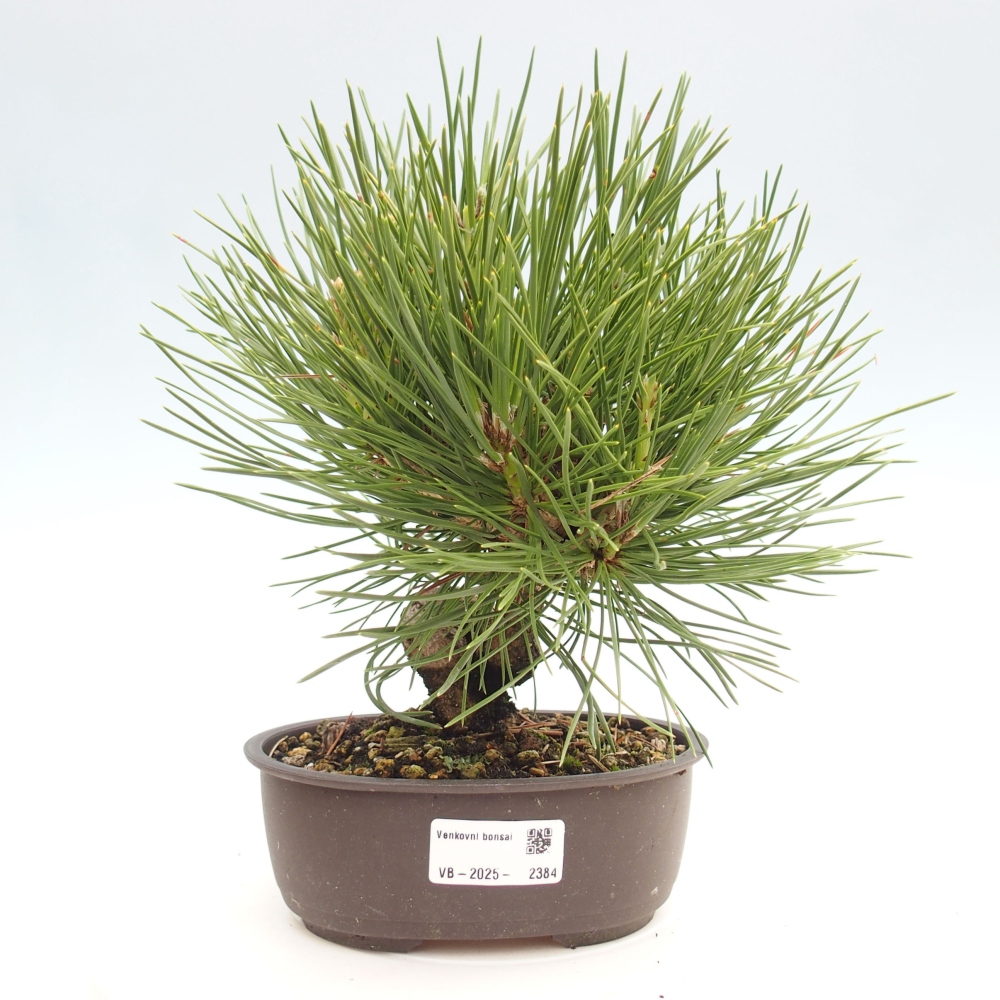 Vonkajší bonsai - Pinus thunbergii - Borovica thunbergova