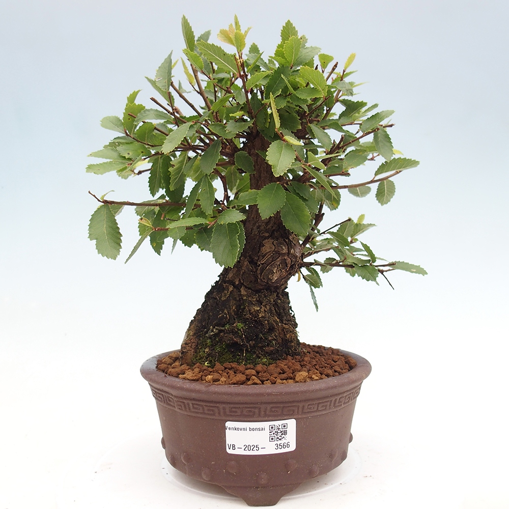 Vonkajšie bonsaje - Zelkova - Zelkova NIRE