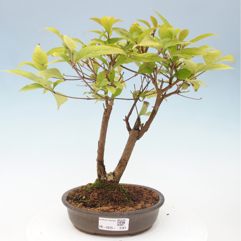 Vonkajšia bonsai - krásnoplodka - Callicarpa jap. Leucocarpa