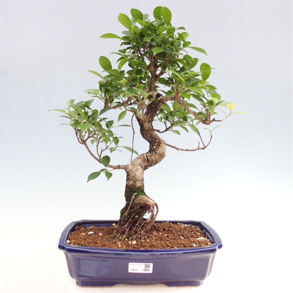 Izbová bonsai - Ficus kimmen - malolistý fikus
