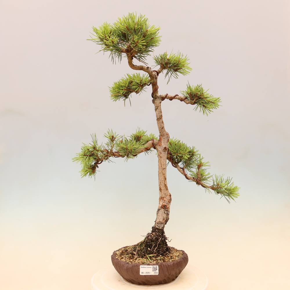 Vonkajšie bonsaje – Pinus Sylvestris Watererri – borovica lesná