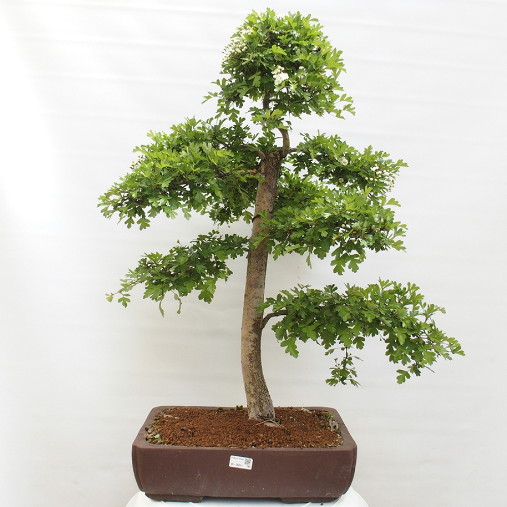 Vonkajší bonsai - Hloh - Crataegus monogyna
