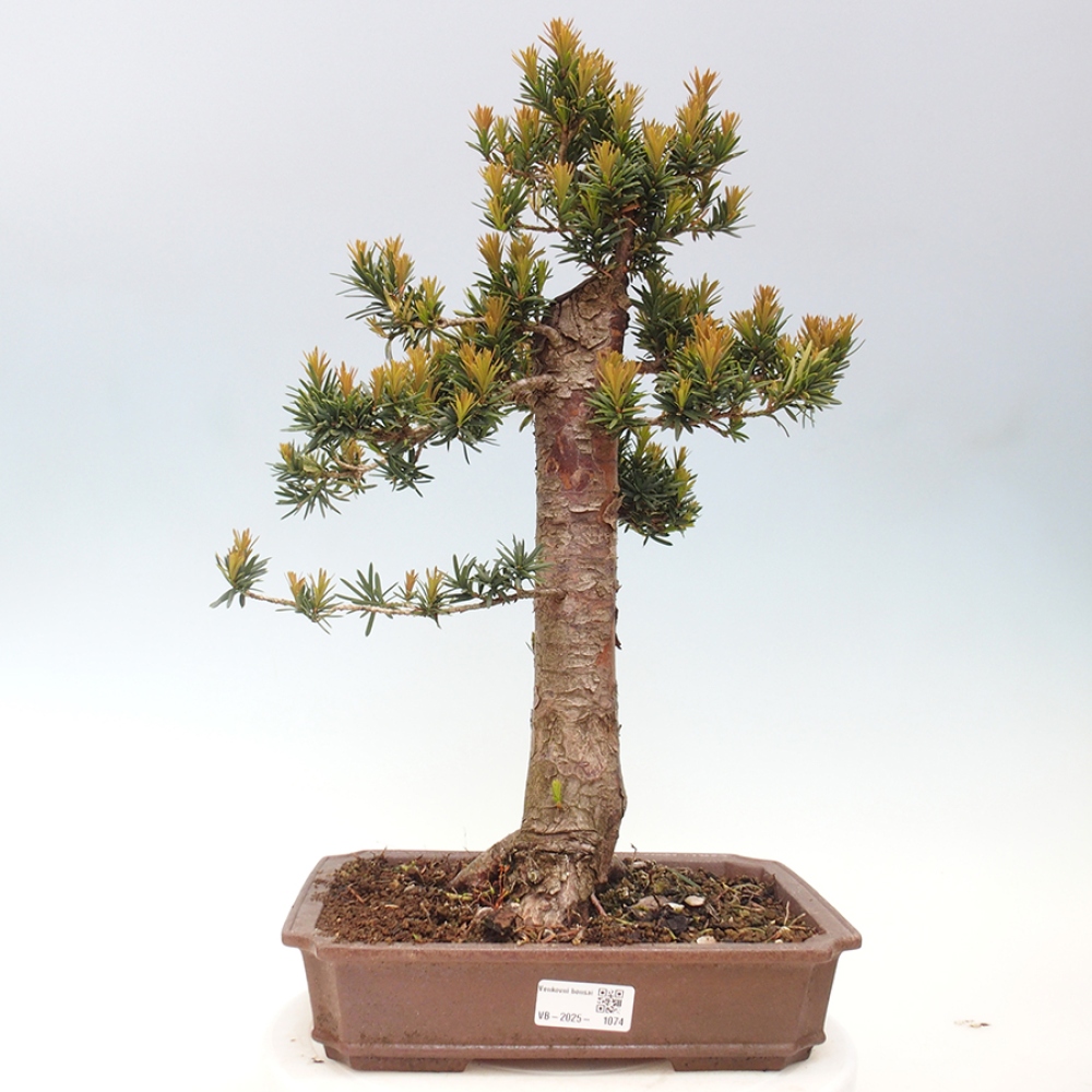 Vonkajší bonsai - Taxus cuspidata - Tis japonský