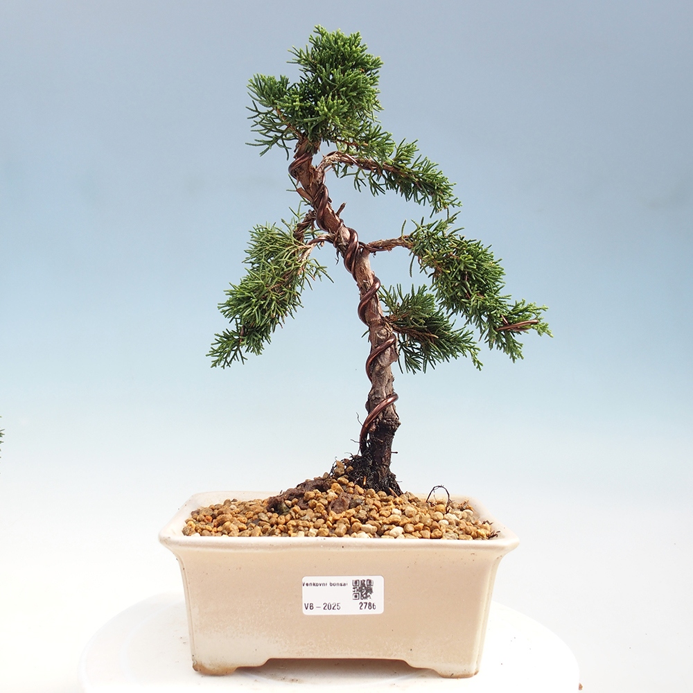 Vonkajší bonsai - Juniperus chinensis Kishu -Jalovec čínsky