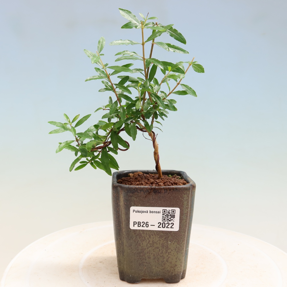 Izbový bonsaj-PUNICA granatum nana-Granátové jablko