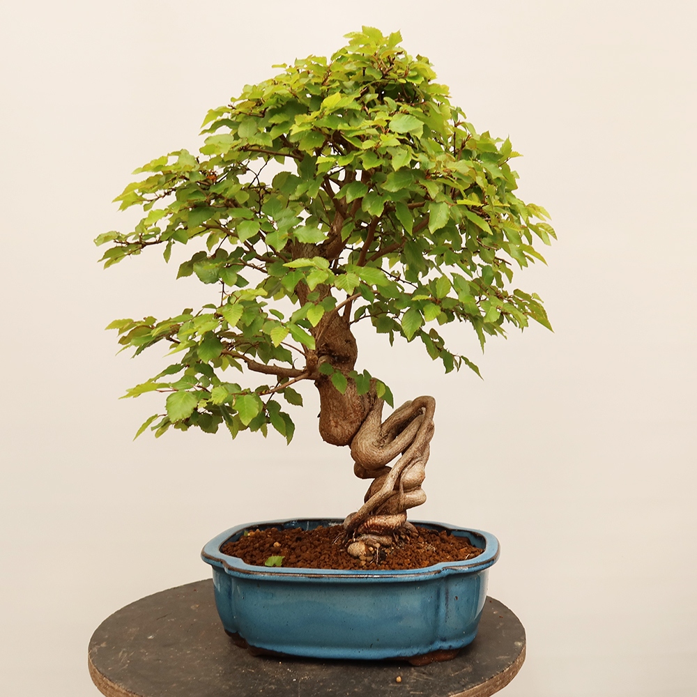 Vonkajší bonsai -Carpinus Coreana - Hrab kórejský