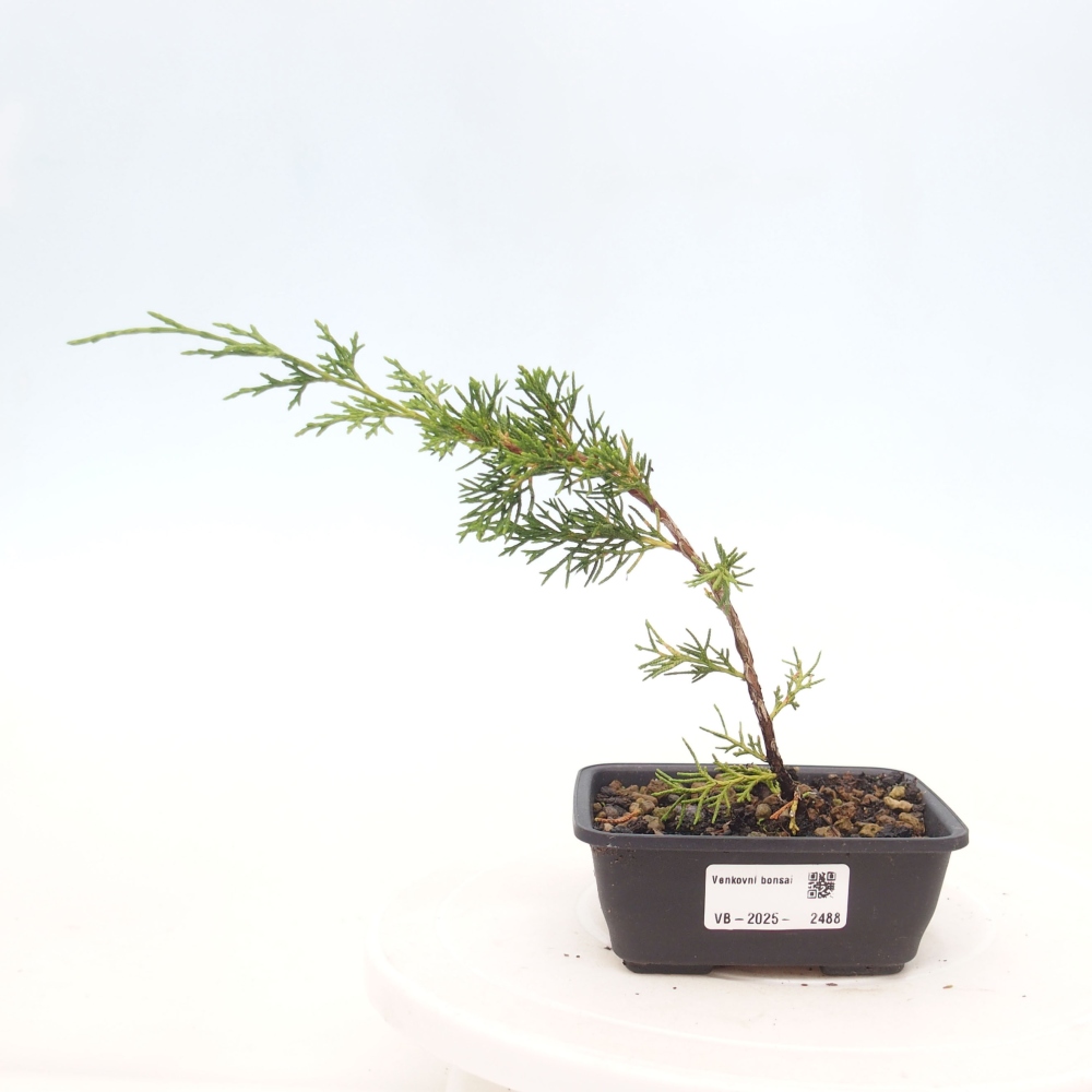 Vonkajší bonsai - Juniperus chinensis Itoigawa -Jalovec čínsky