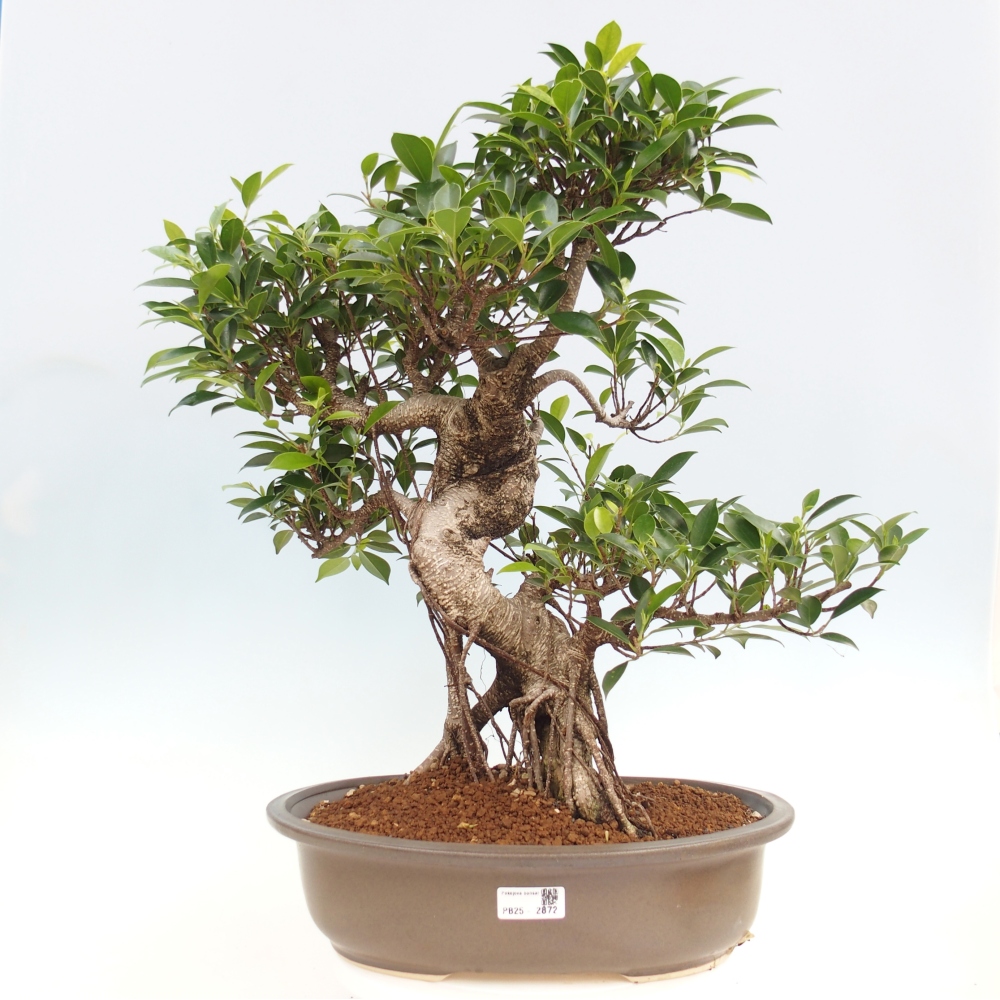 Izbové bonsaje - Ficus kimmen - drobnolistý fikus - len osobný odber alebo preprava na paletách