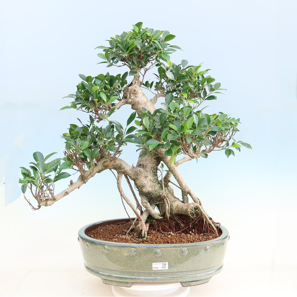 Izbové bonsaje - Ficus kimmen - drobnolistý fikus