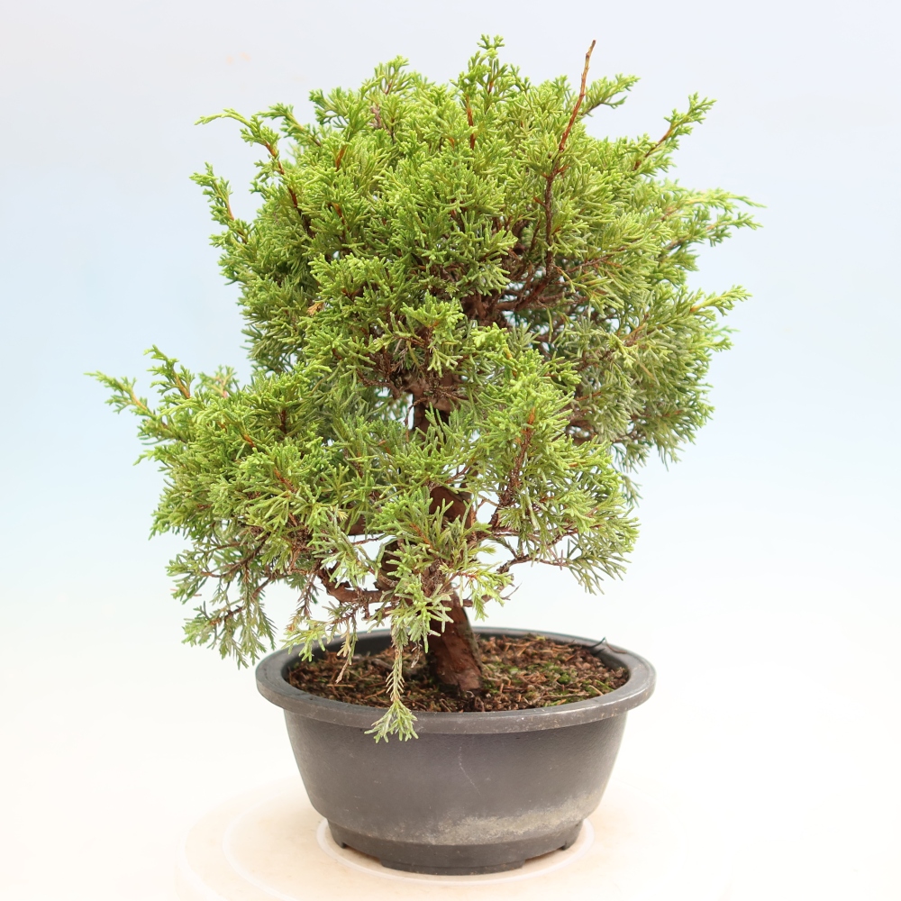 Vonkajší bonsai – Juniperus chinensis Itoigawa – čínsky jalovec