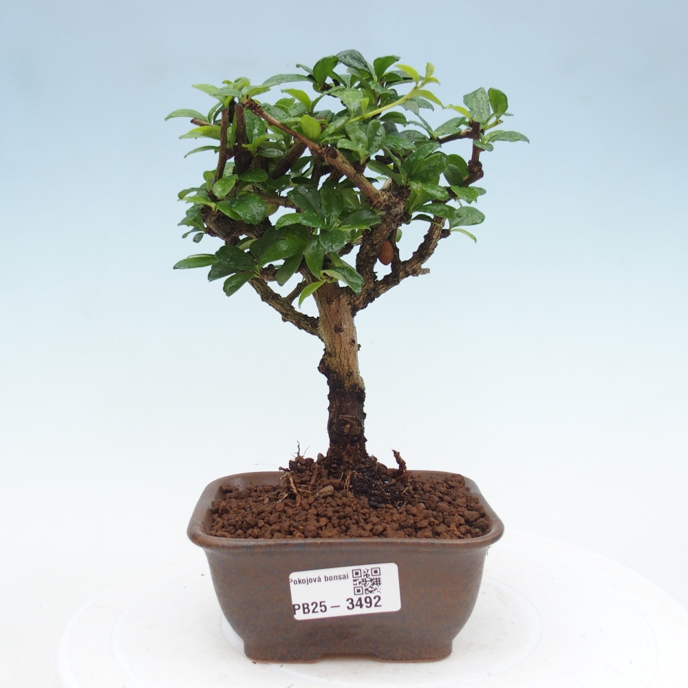 Izbová bonsai - Carmona macrophylla - Čaj fuki