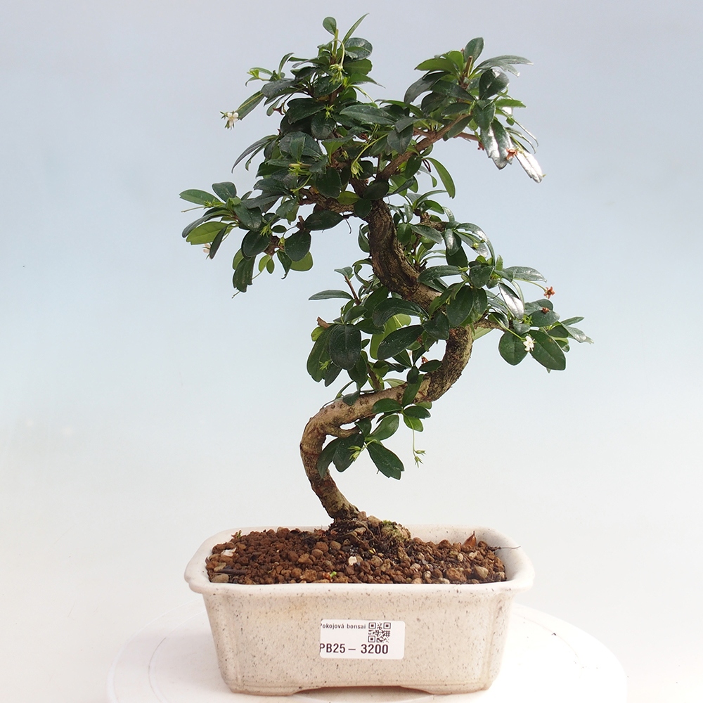 Izbová bonsai - Carmona macrophylla - Čaj fuki