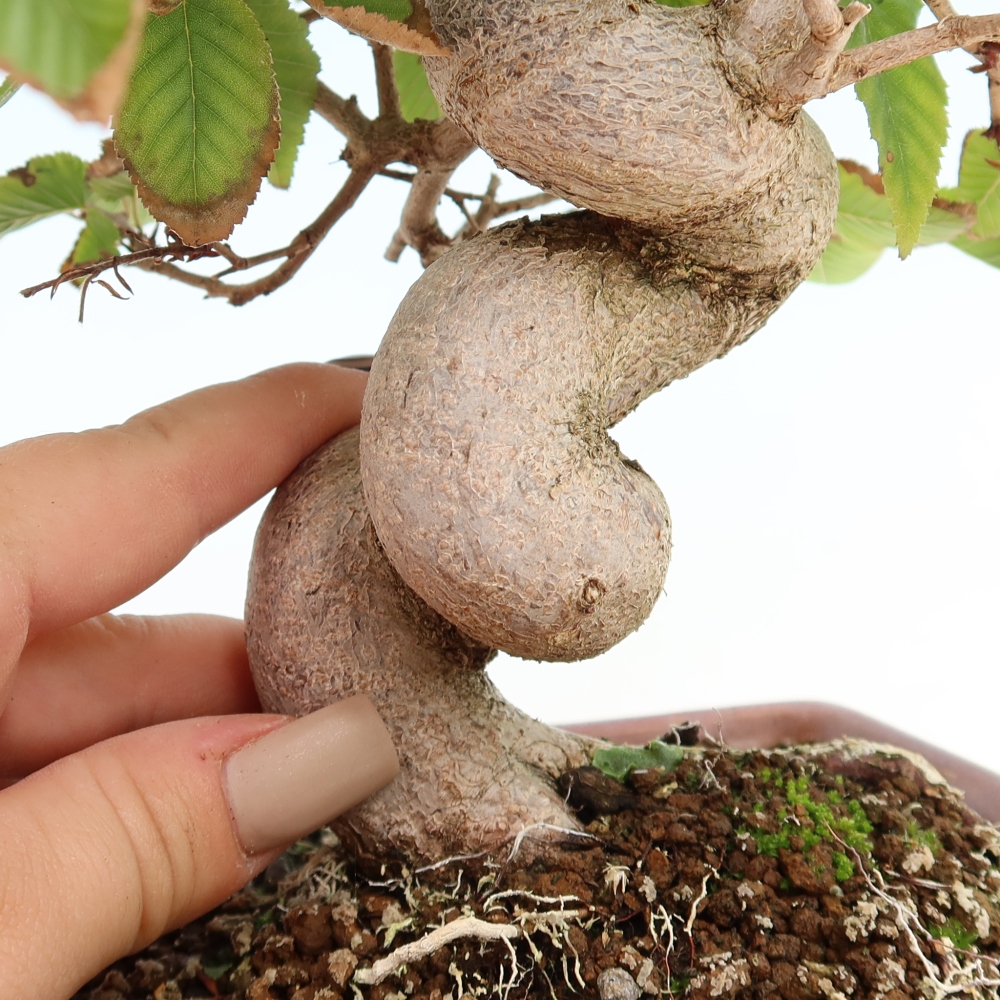 Vonkajšie bonsaje -Carpinus CARPINOIDES - Hrab kórejský