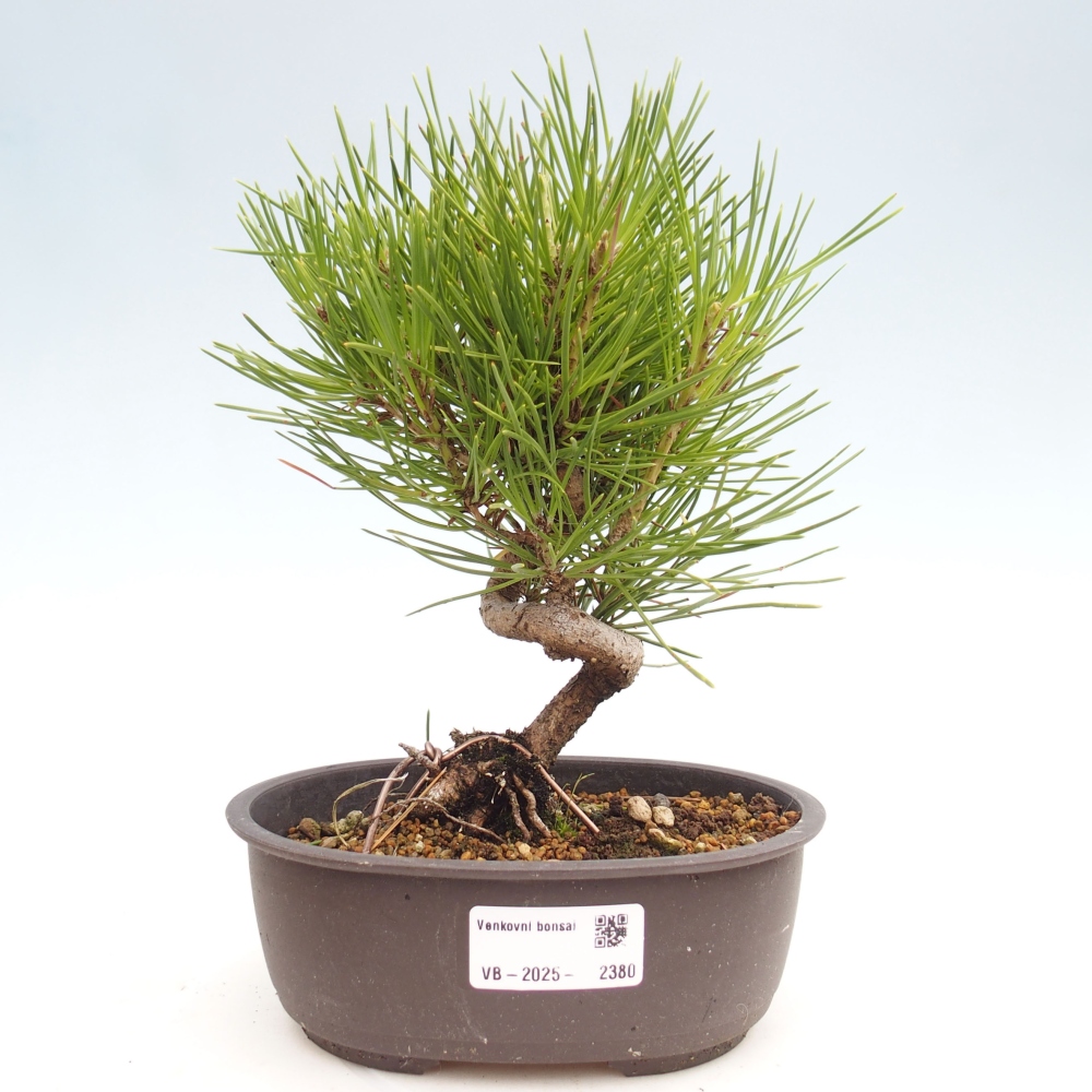 Vonkajší bonsai - Pinus thunbergii - Borovica thunbergova