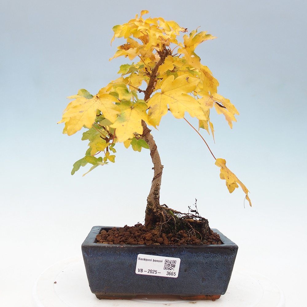 Vonkajšie bonsaje - Acer campestre - Javor babyka