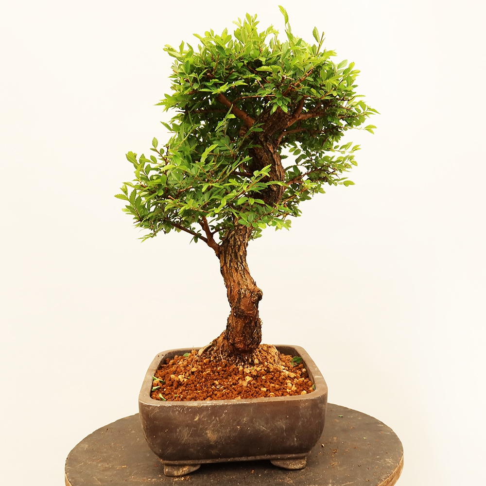 Vonkajšie bonsai - Zelkova - Zelkova NIRE