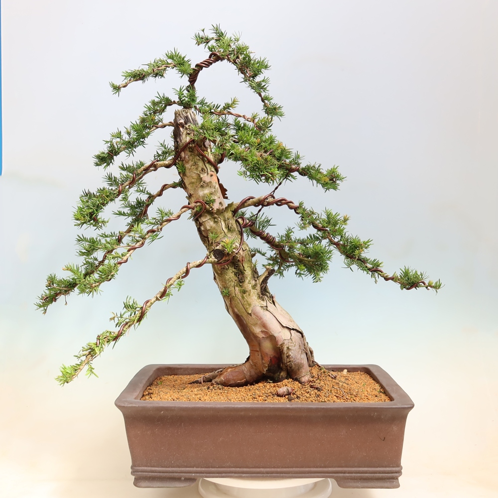 Vonkajší bonsai – Taxus baccata – Tis červený