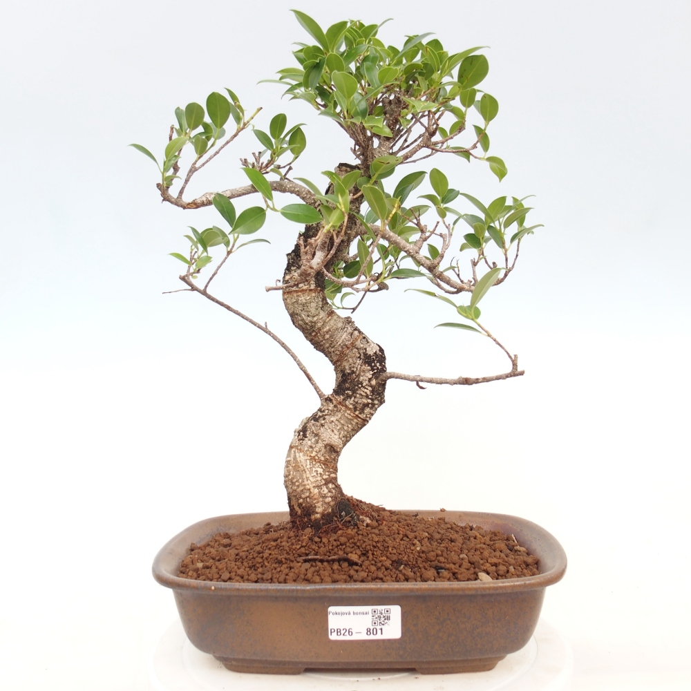 Izbová bonsai - Ficus kimmen - malolistá fikus