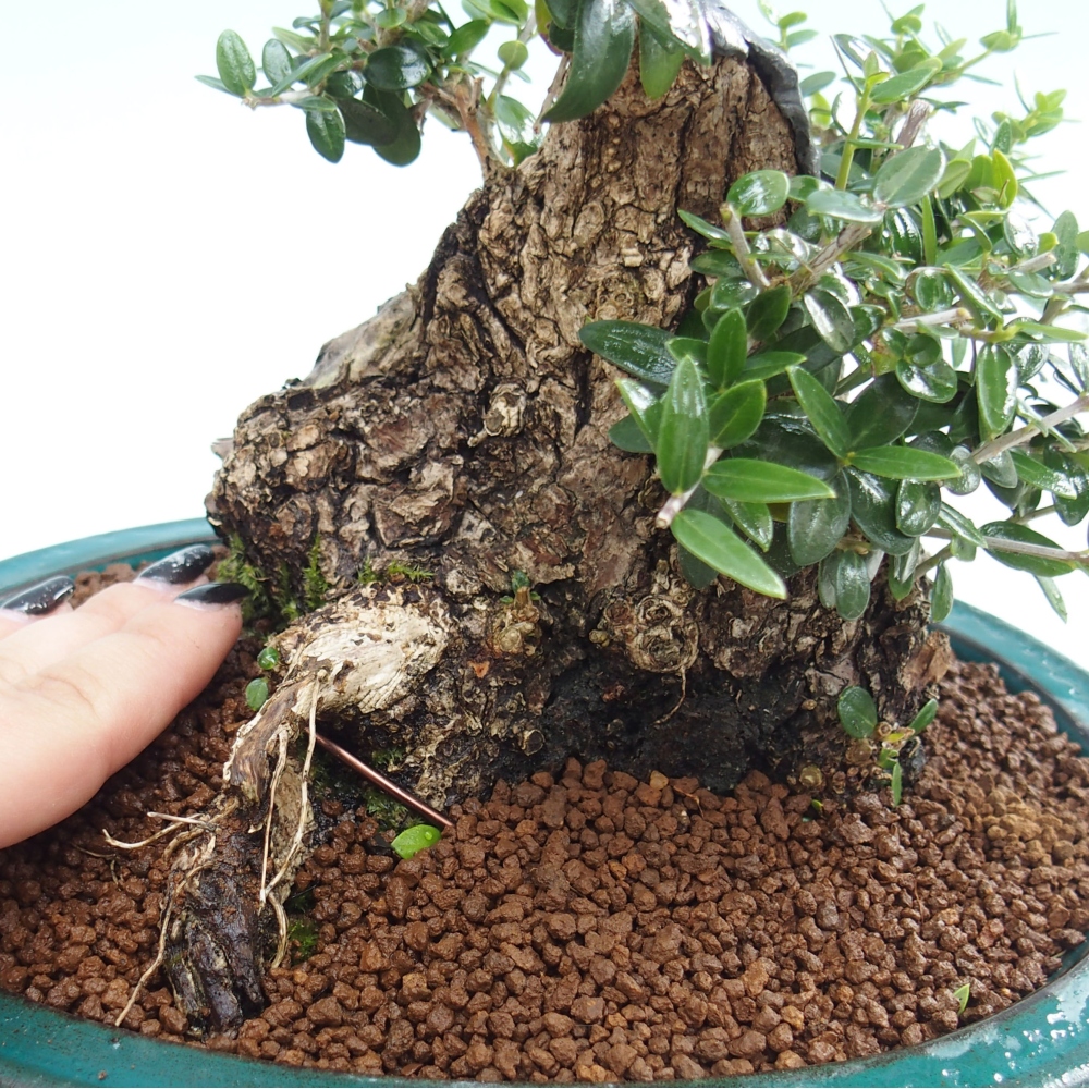 Izbová bonsai - Olea europaea sylvestris -Oliva evropská drobnolistá