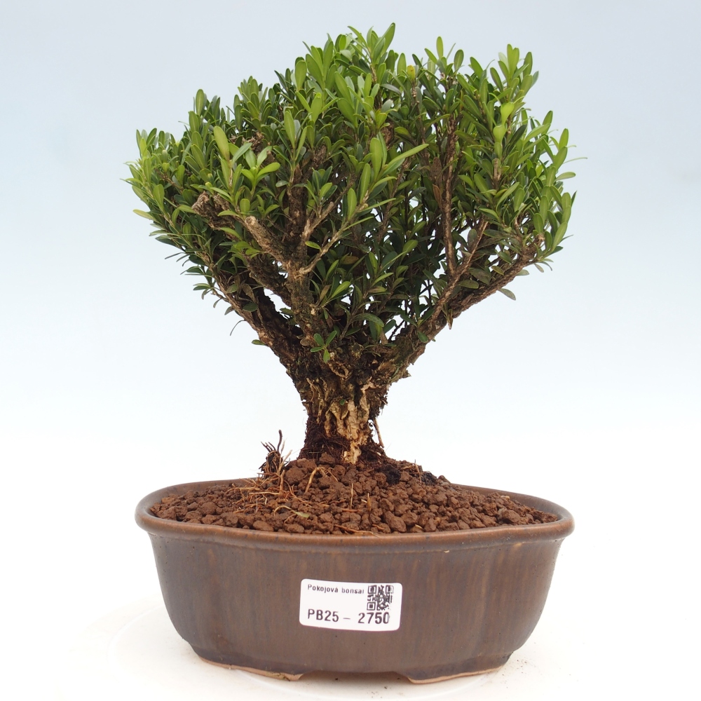 Izbová bonsai - Buxus harlandii - korkový buxus