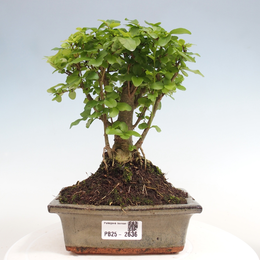 Izbová bonsai -Ligustrum chinensis - Vtáčí zob