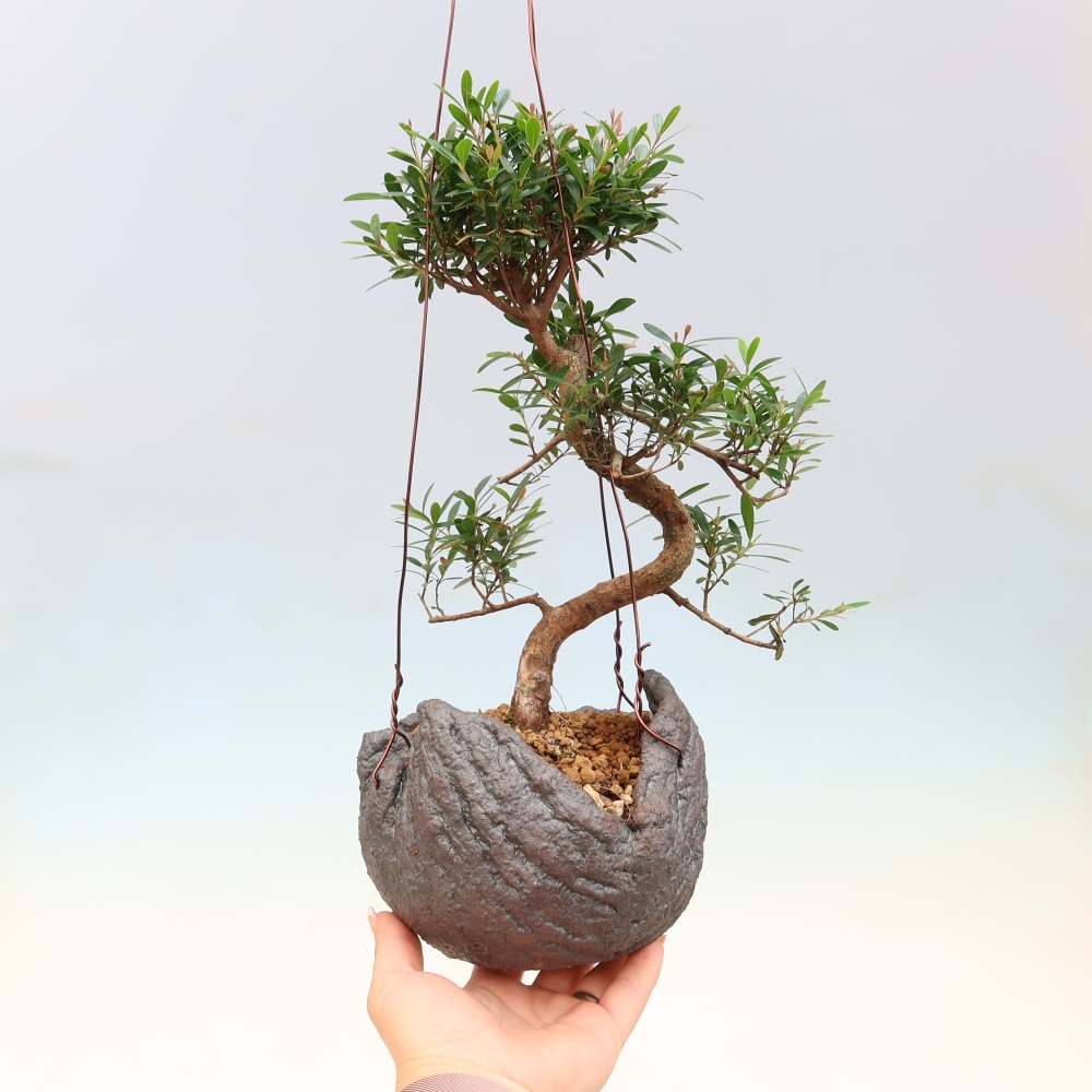 Kokedama v keramike – Syzygium – Pimentovník