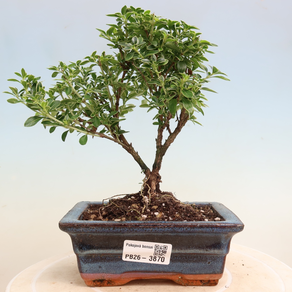 Izba bonsai – Serissa foetida Variegata – Strom tisíc hviezd