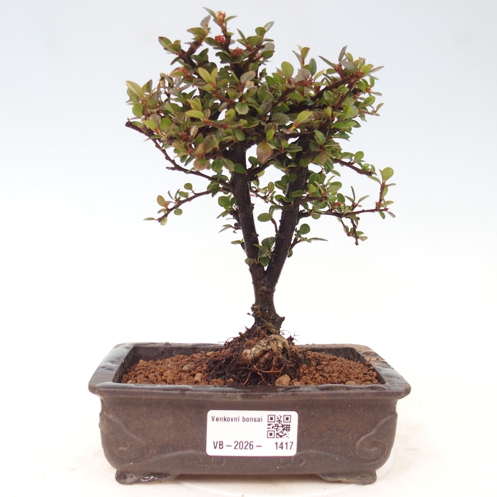 Vonkajšie bonsaje - Cotoneaster horizontalis - Skalnaté hory