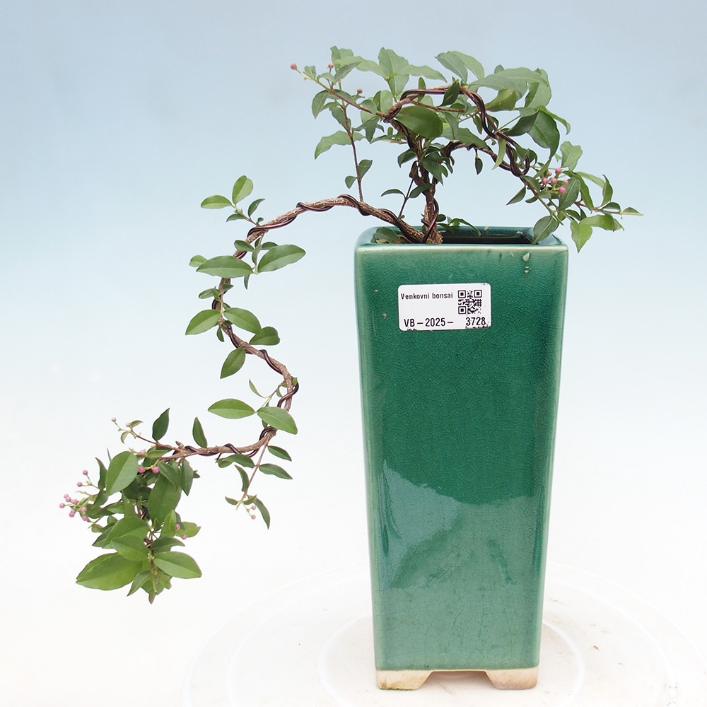 Izbová bonsai -Malpighia coccigera- Barbdorská čerešňa
