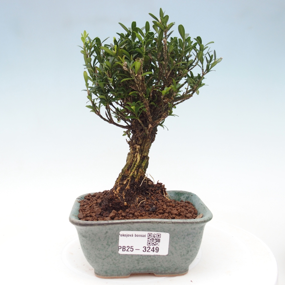 Izbové bonsaje - Buxus harlandii - korkový buxus