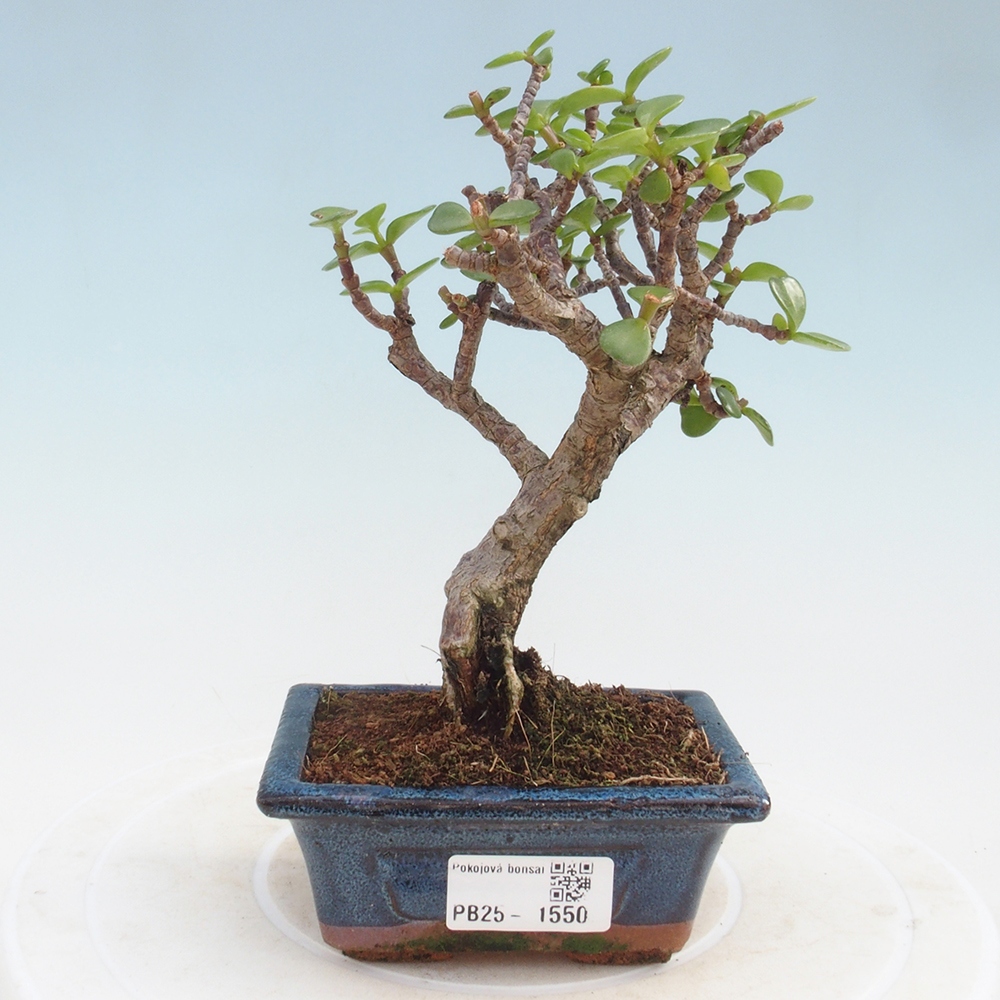 Izbová bonsai - Portulakaria Afra - Tlustice