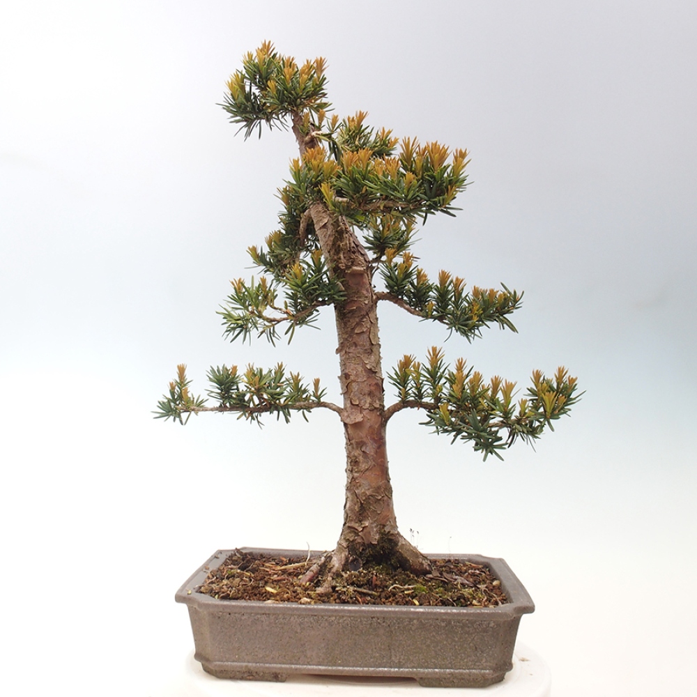 Vonkajší bonsai - Taxus cuspidata - Tis japonský
