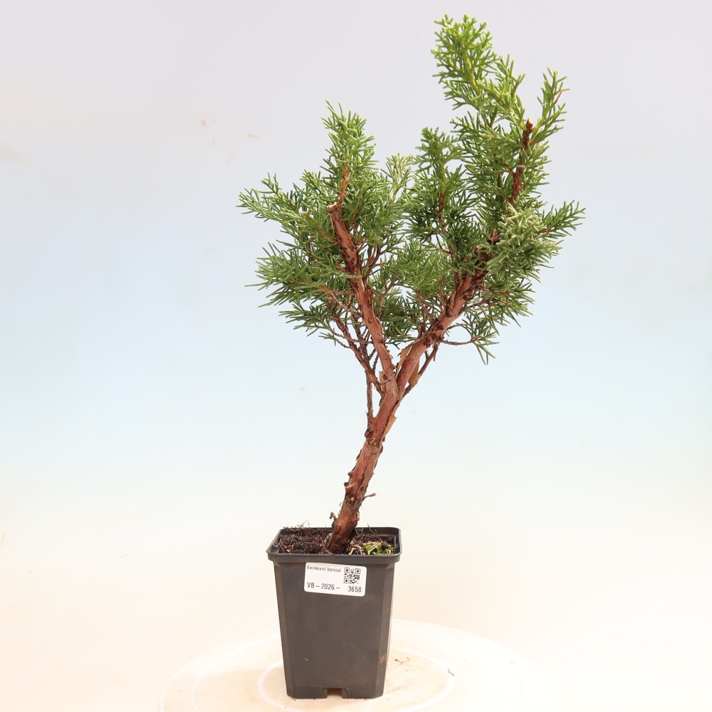 Vonkajší bonsaj - Juniperus chinensis Kishu