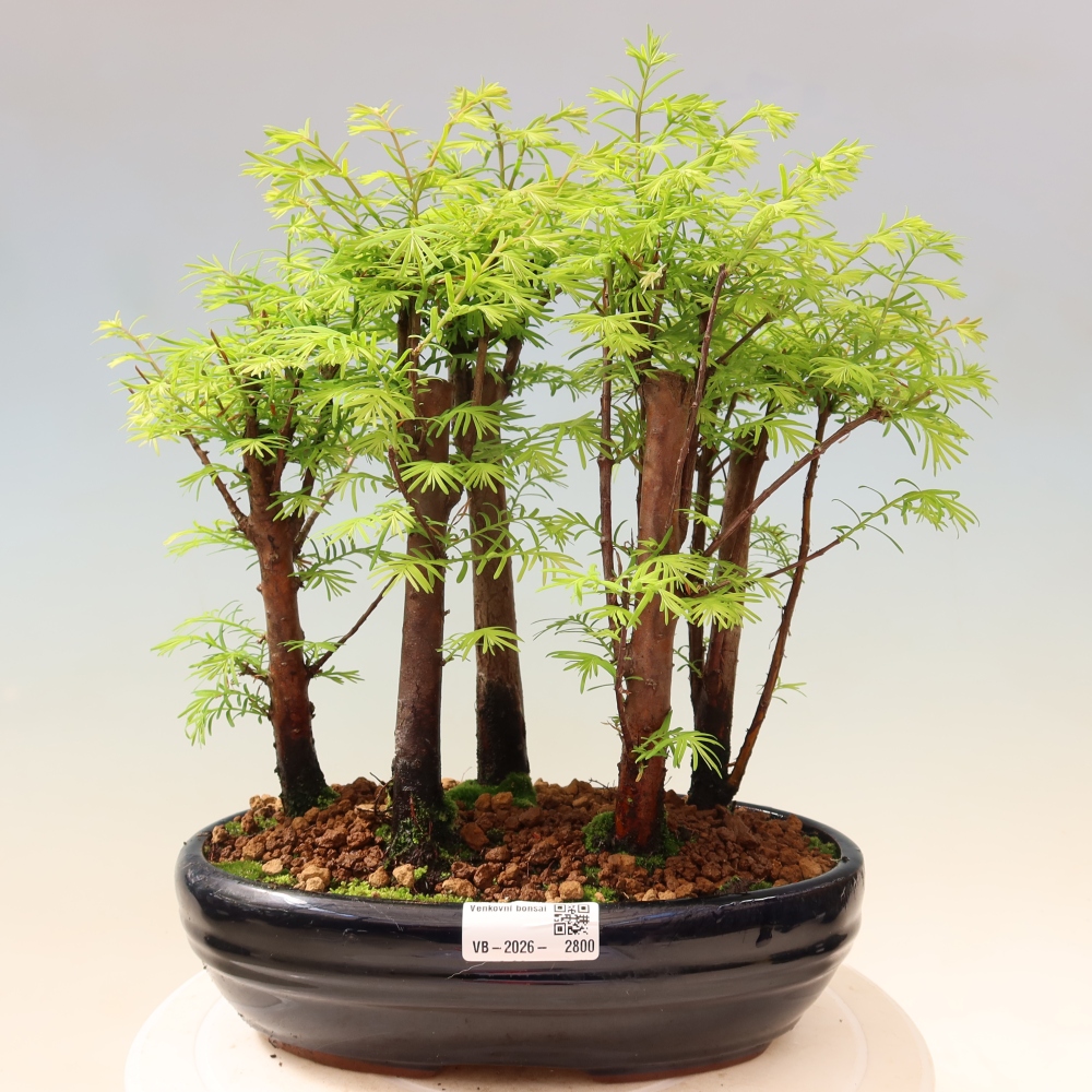 Vonkajší bonsai – Metasequoia glyptostroboides – čínska metasekvoja – hájik