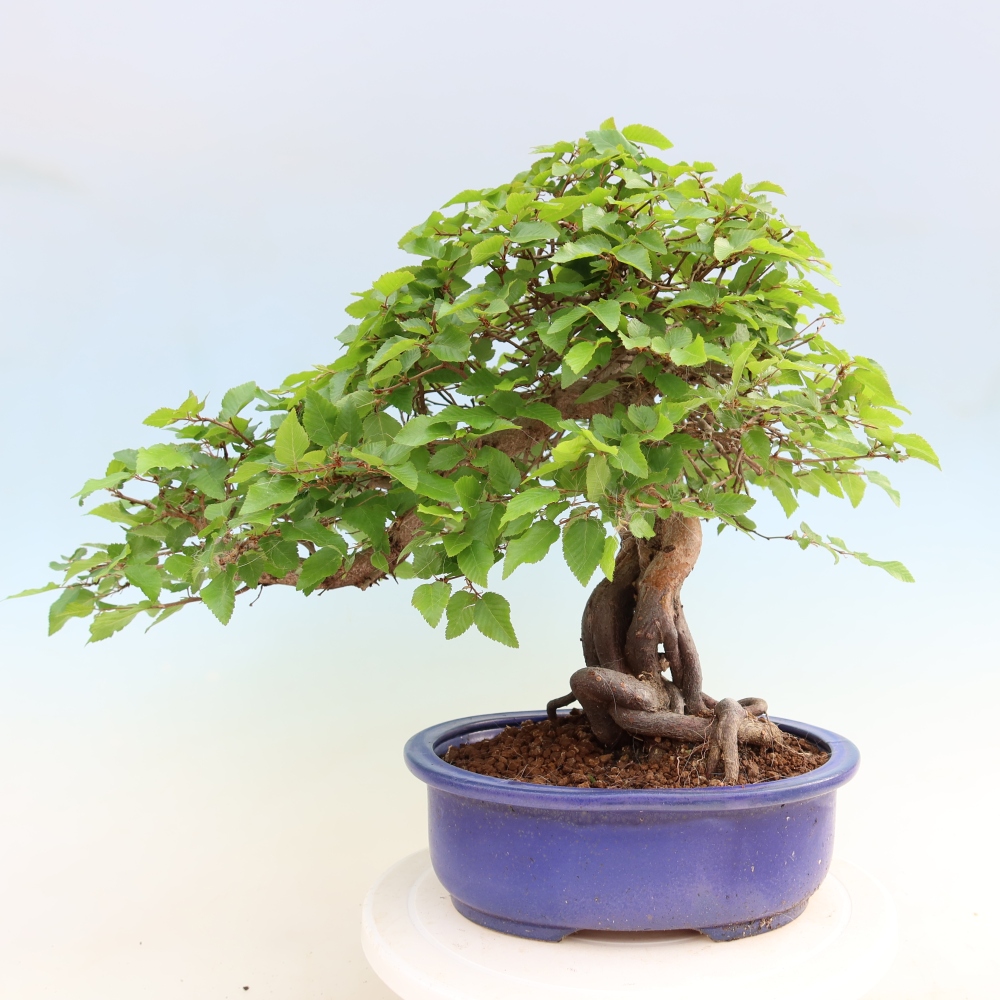 Vonkajší bonsaj -Carpinus coreana - Hrab kórejský