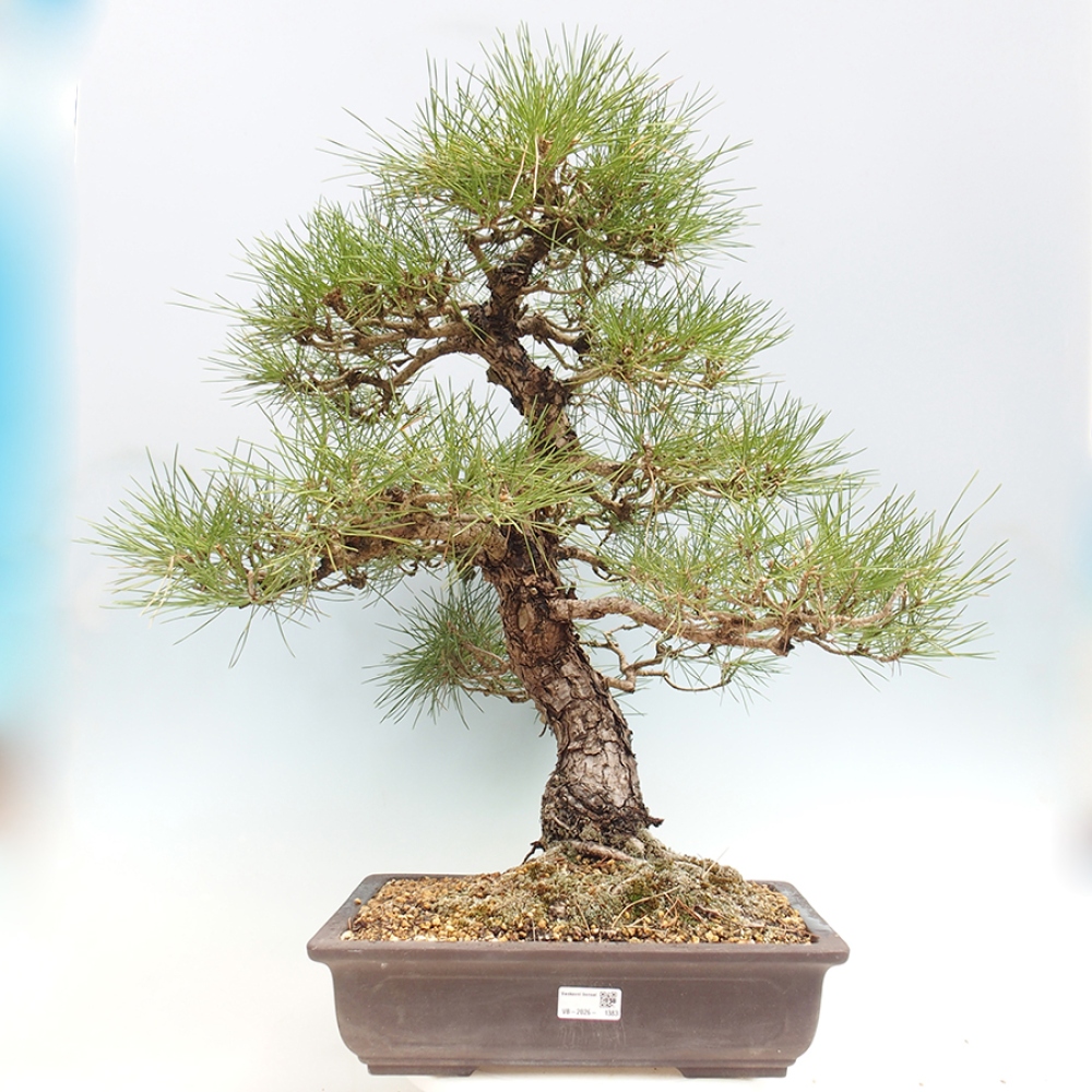 Vonkajšie bonsaje - Pinus thunbergii - borovica Thunbergova