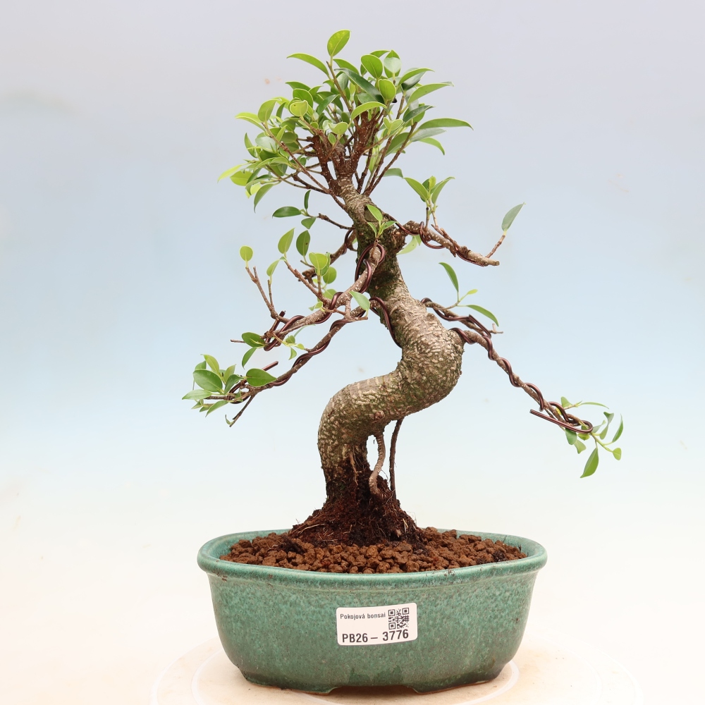 Izbové bonsaje - Ficus kimmen - drobnolistý fikus
