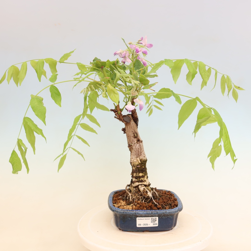 Vonkajšie bonsaje - Wisteria floribunda