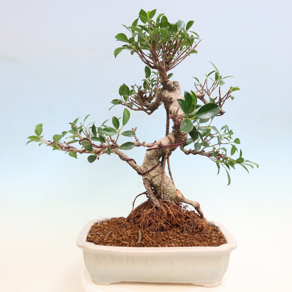 Izbové bonsaje - Ficus kimmen - drobnolistý fikus
