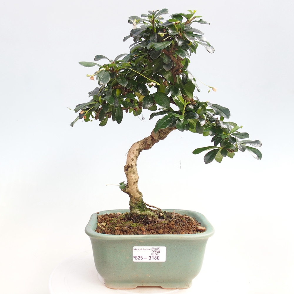 Izbová bonsai - Carmona macrophylla - Čaj fuki