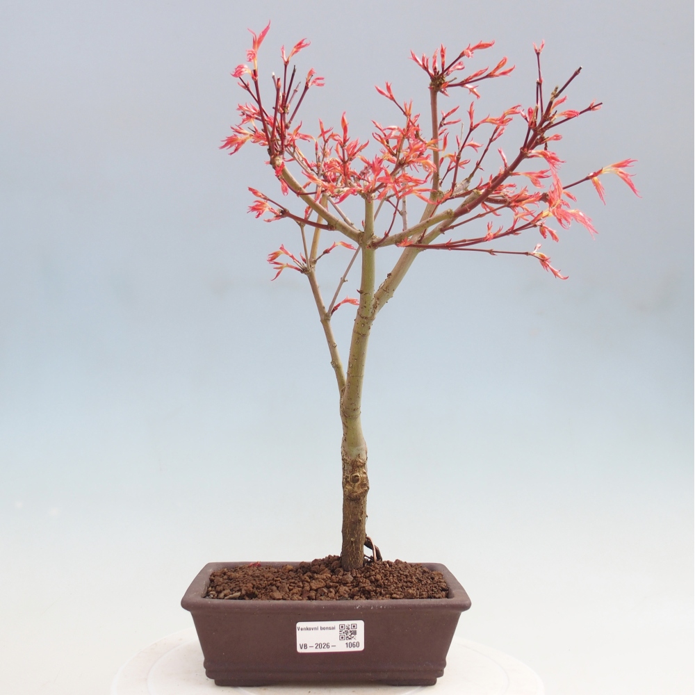 Javor poľný - Acer palmatum Beni Tsukasa